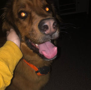 Meet your Posher, Maggie